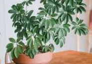 ARMG-DWARF UMBRELLA TREE 6"