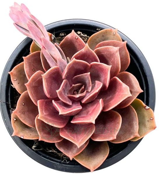ARMG-ECHEVERIA 'NINA' 6"