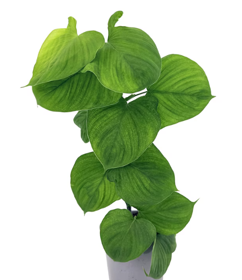 ARMG-PHILODENDRON FIBRAECATAPHYLLUM 5IN