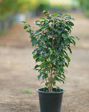ARMG-FICUS BENJAMINA 8IN