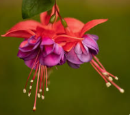 ARMG-FUCHSIA 'DARK EYES' #12