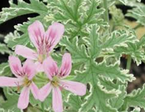 ARMG-GERANIUM SCENTED 'LADY PLYMOUTH' 1G