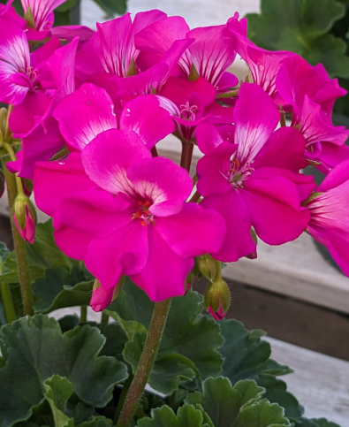 ARMG-GERANIUM IVY 1G