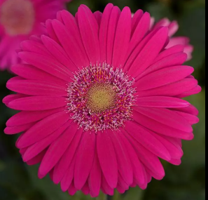 ARMG-GERBERA 1G