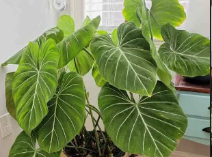 ARMG-PHILODENDRON 'GLORIOSUM' 6"