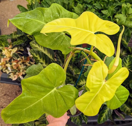 ARMG-PHILODENDRON BIPENNIFOLIUM AUREA 'GOLDEN VIOLIN' 6"