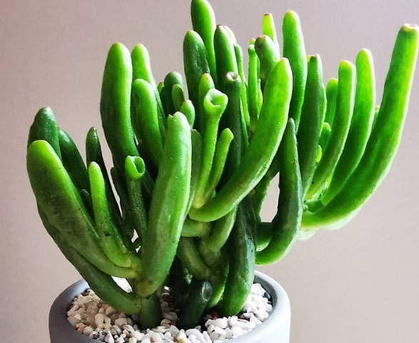 G&N-CRASSULA OVATA 'GOLLUM' 3G