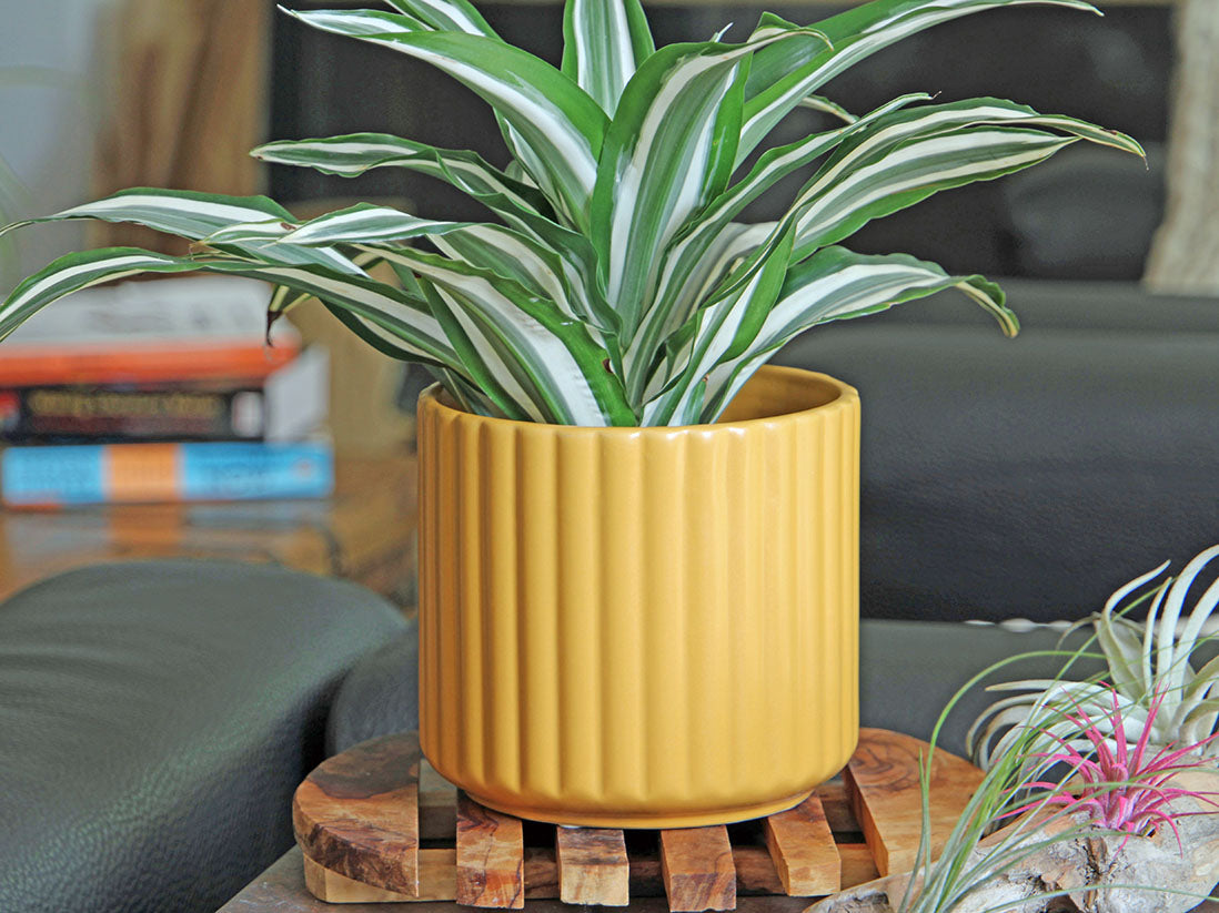plant pot brush Brush Comb Planter- 5.5" x 5.0" – JACKALOPE POTTERY