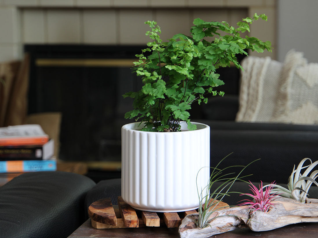 plant pot brush Brush Comb Planter- 5.5" x 5.0" – JACKALOPE POTTERY