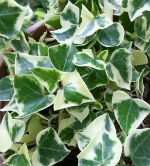 ARMG-WAX IVY 6"