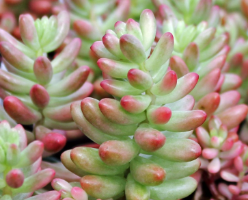 ARMG-PINK JELLY BEANS 6"