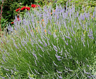 G&N-LAVANDULA BUCHII 3G