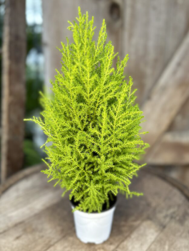 ARMG-LEMON CYPRESS TOPIARY 6IN