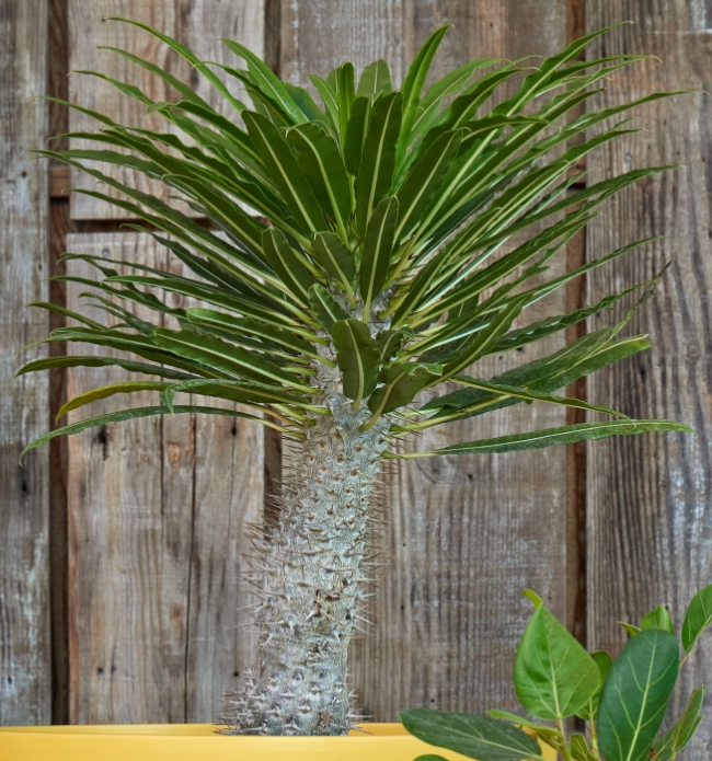 G&N-MADAGASCAR PALM 8IN
