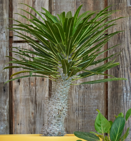 G&N-MADAGASCAR PALM 8IN