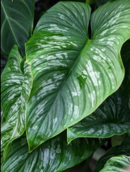 ARMG-PHILODENDRON 'MAMEI' 5"
