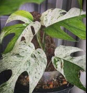 ARMG-EPIPREMNUM PINNATUM VARIEGATA 'MARBLE' 4"