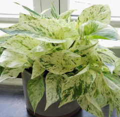 ARMG-POTHOS 'MARBLE QUEEN' 6"