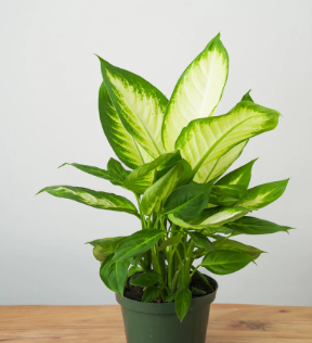 ARMG-DIEFFENBACHIA 'TROPIC MARIANNE' 6IN