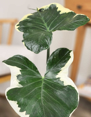 ARMG-ALOCASIA 'MICKEY MOUSE' 6IN
