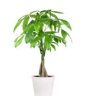 ARMG-MONEY TREE 8"