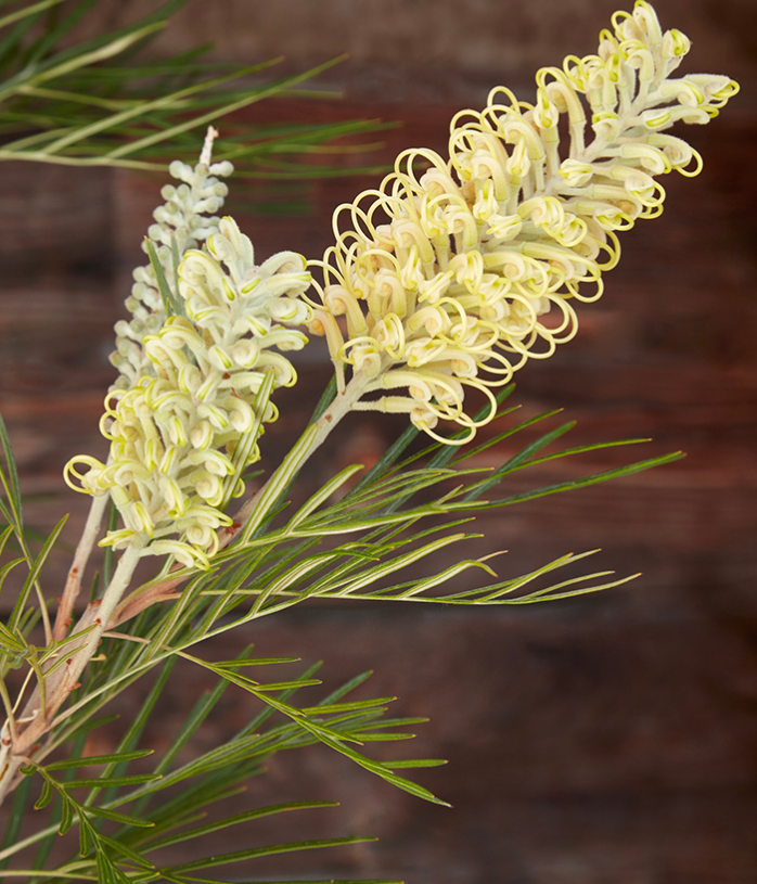G&N-GREVILLEA 'MOON LIGHT' 15G