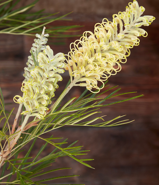 G&N-GREVILLEA 'MOON LIGHT' 15G