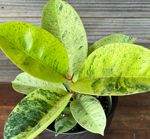 G&N-FICUS ELASTICA 'SHIVEREANA MOONSHINE' 6IN