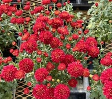 ARMG-MUM BELGIAN RED 14"