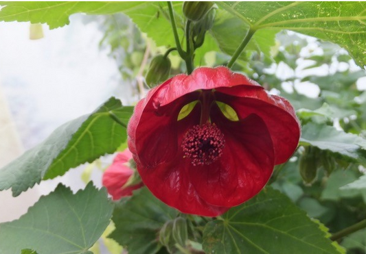 G&N-ABUTILON 'NABOB' 5G