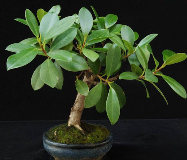 G&N-FICUS MICROCARPA 'NITIDA'5G