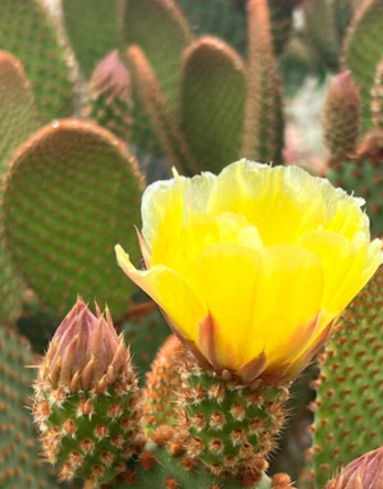 G&N-OPUNTIA MICRODASYS 'YELLO' 4IN