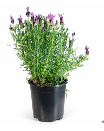G&N-LAVANDULA STOECHAS 'OTTO QUAST' 3G