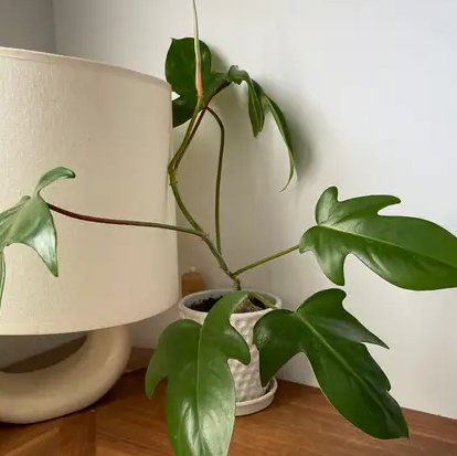 ARMG-PHILODENDRON PANDURIFORME 6"