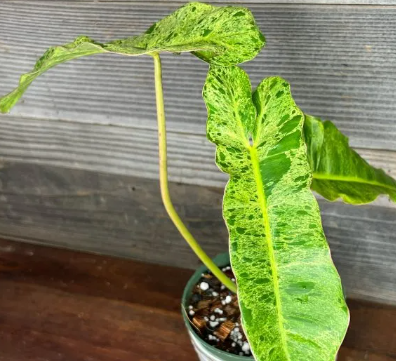 ARMG-PHILODENDRON 'PARAISO VERDE' TOTEM 6"
