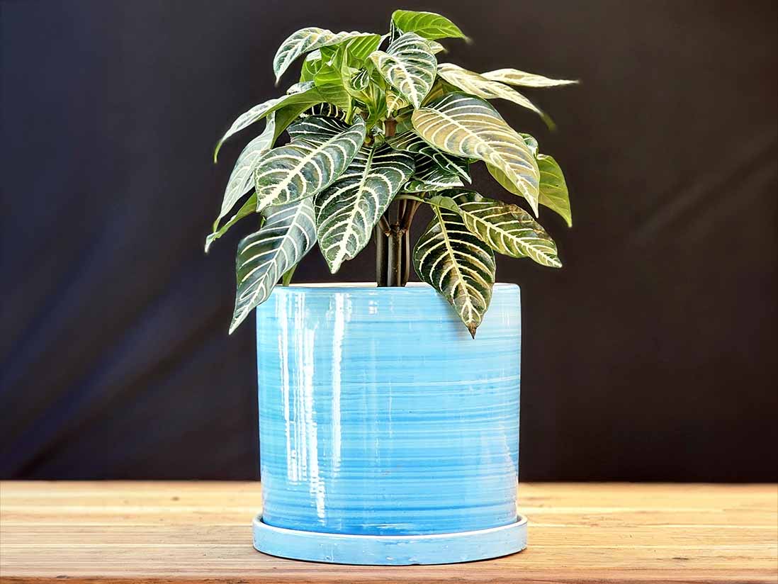 Cylinder Ombre Planter