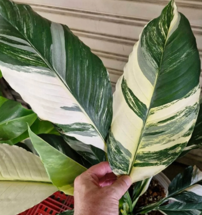 ARMG-SPATHIPHYLLUM 'SENSATION VARIEGATED' (PEACE LILY) 8"