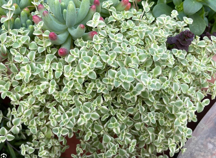 ARMG-SEDUM PELLUCIDA 6PACK