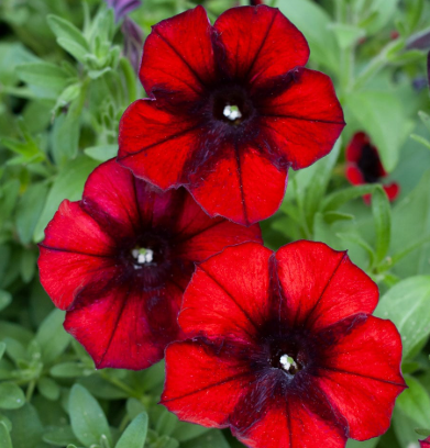 ARMG-PETUNIA#12HB