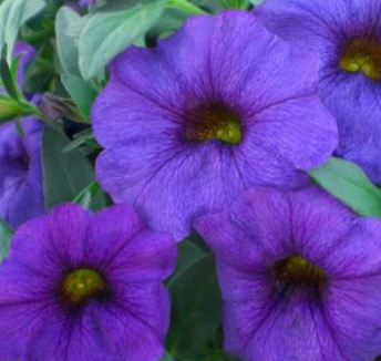 ARMG-PETUNIA SUPERCAL 'BLUE'