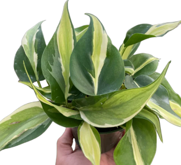 ARMG-PHILODENDRON 'SILVER STRIPE' 6"