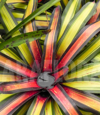 ARMG-NEOREGELIA PIMIENTO-6"