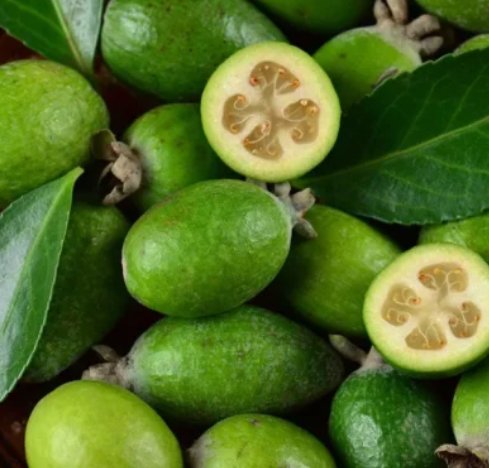 PN-GUAVA-FEIJOA SELLOWIANA-15G