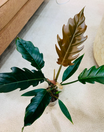 ARMG-PHILODENDRON 'CARAMEL PLUTO' 6IN