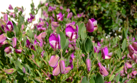 G&N-POLYGALA X DALMAISIANA 3G