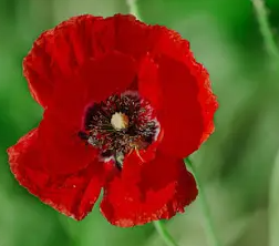 ARMG-POPPY-PACK