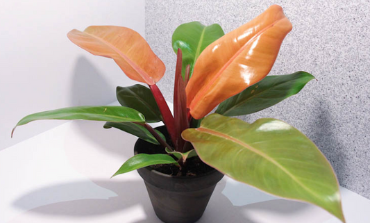 ARMG-PHILODENDRON 'PRINCE OF ORANGE' 8IN