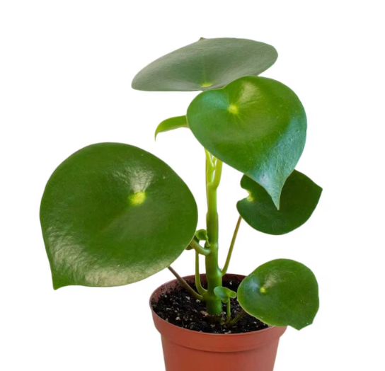 ARMG-PEPEROMIA 'RAINDROP' 6IN