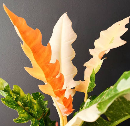 ARMG-PHILODENDRON WENDIANDII RING OF FIRE VARIAGATED 6"