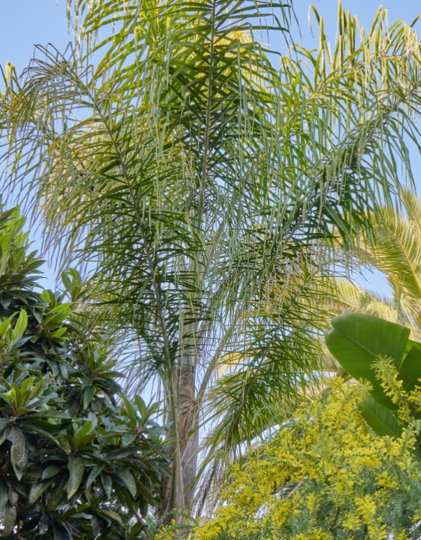 G&N-SYAGRUS ROMANZOFFIANA 15G